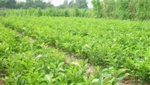 优质红心蜜柚苗与橙心蜜柚苗厂家直销，诚邀批发合作