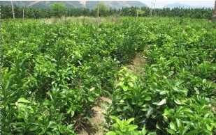 三红蜜柚苗与红心蜜柚苗厂家直销，优质种苗批发供应